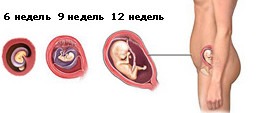 konec 1 trimestra www.u-children.ru